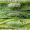 aric artaxerxes larva2 volg